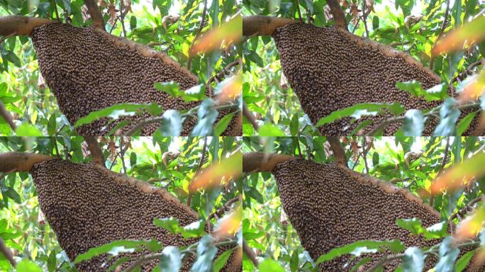 树上的大蜂巢和许多蜜蜂
