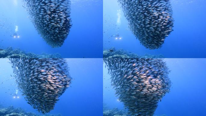 加勒比海珊瑚礁和水中的鱼群