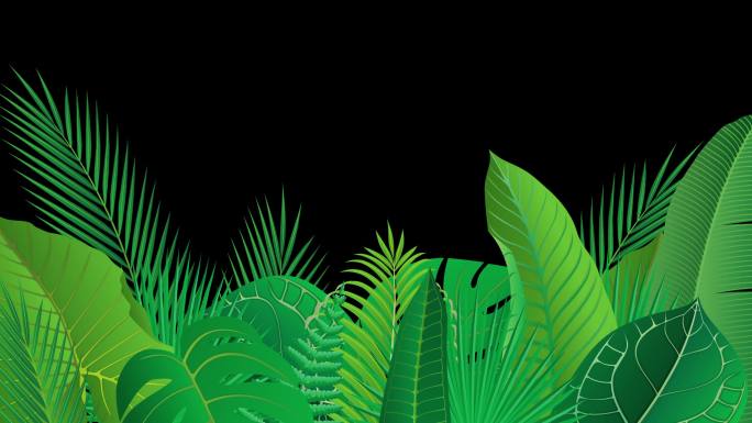 热带植物的叶子。绿幕蓝幕抠像通道4K动画