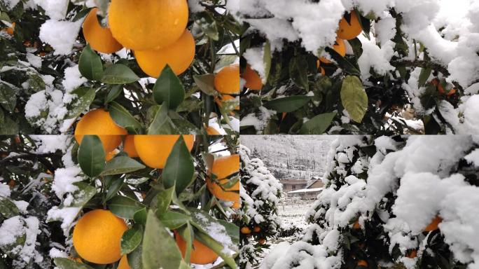 重庆奉节雪橙1080P横版