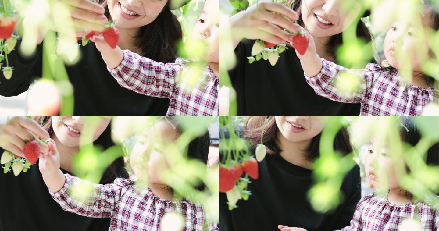 草莓采摘园采摘妈妈孩子母亲笑容笑脸