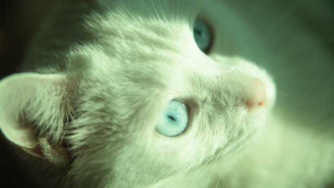 小猫 眼睛 瞳孔