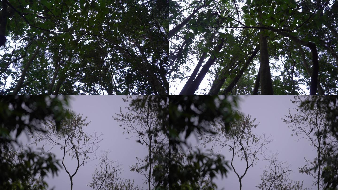 原始森林枝杈树叶鸟儿林间嬉戏
