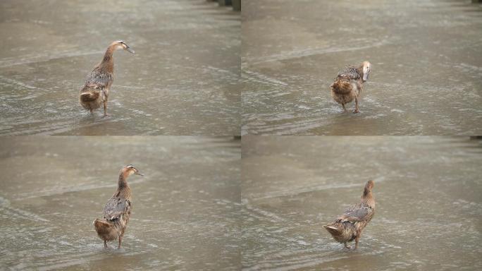 鸭子 戏水鸭 小鸭子 水鸭子 洗澡