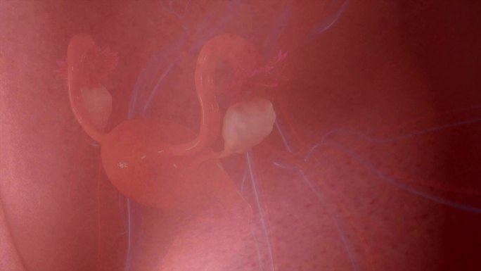 卵巢中卵子的发育人体肾脏三维动画人体3D