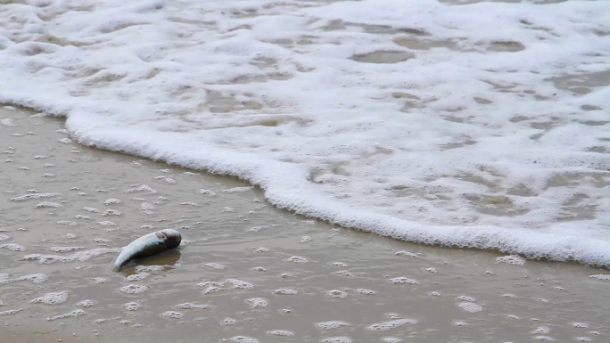 死鱼沙滩潮水海滩海潮海洋生物海水冲走小鱼
