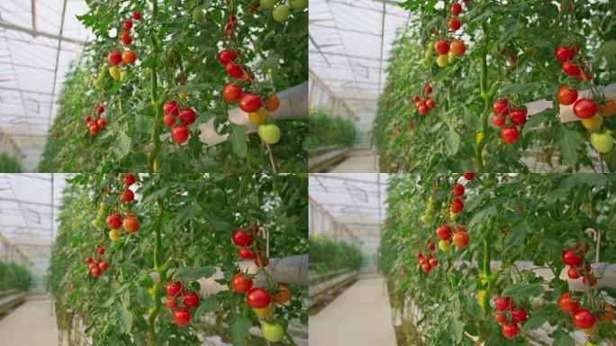 高科技温室里成熟的西红柿