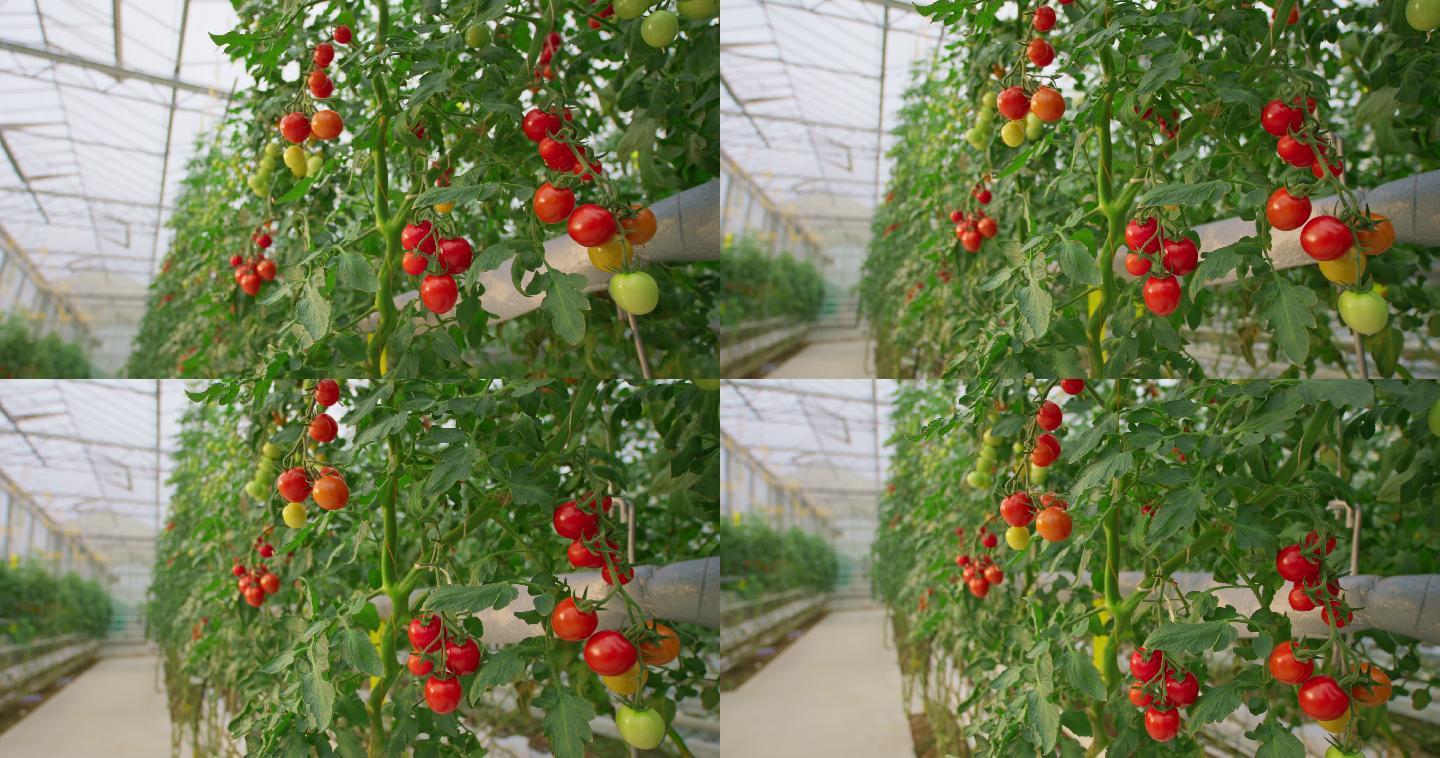 高科技温室里成熟的西红柿