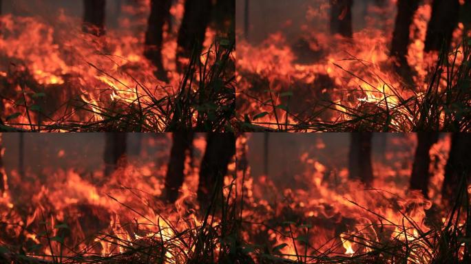 丛林大火燃烧灭火视频素材