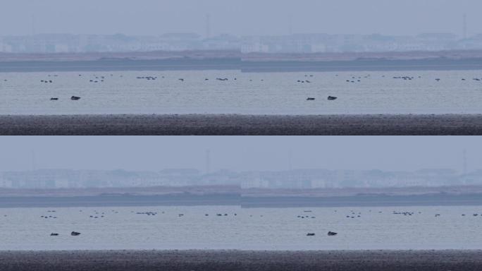一群大雁在湖面休憩