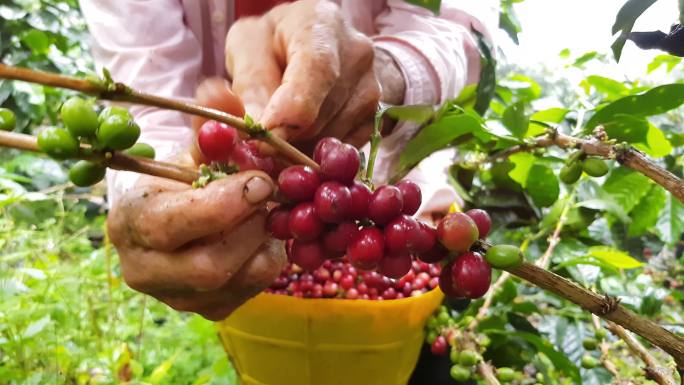 收集咖啡的农夫采咖啡豆收咖啡豆采收咖啡豆