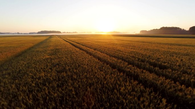 阳光下的大麦种植地