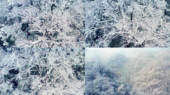 浙江山区冬季雾凇美景