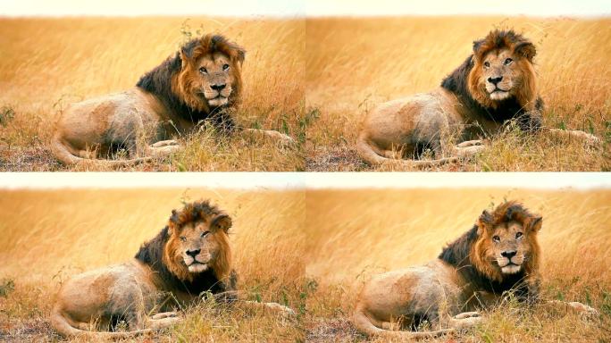 马赛马拉的雄狮野生动物世界国家保护大自然