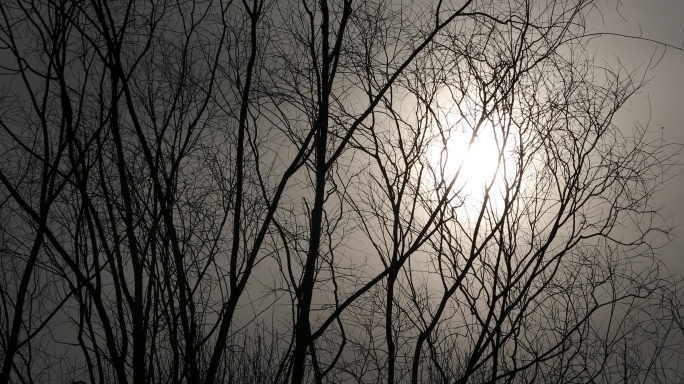 大雾天云层厚密太阳在树梢间犹如黄昏4K