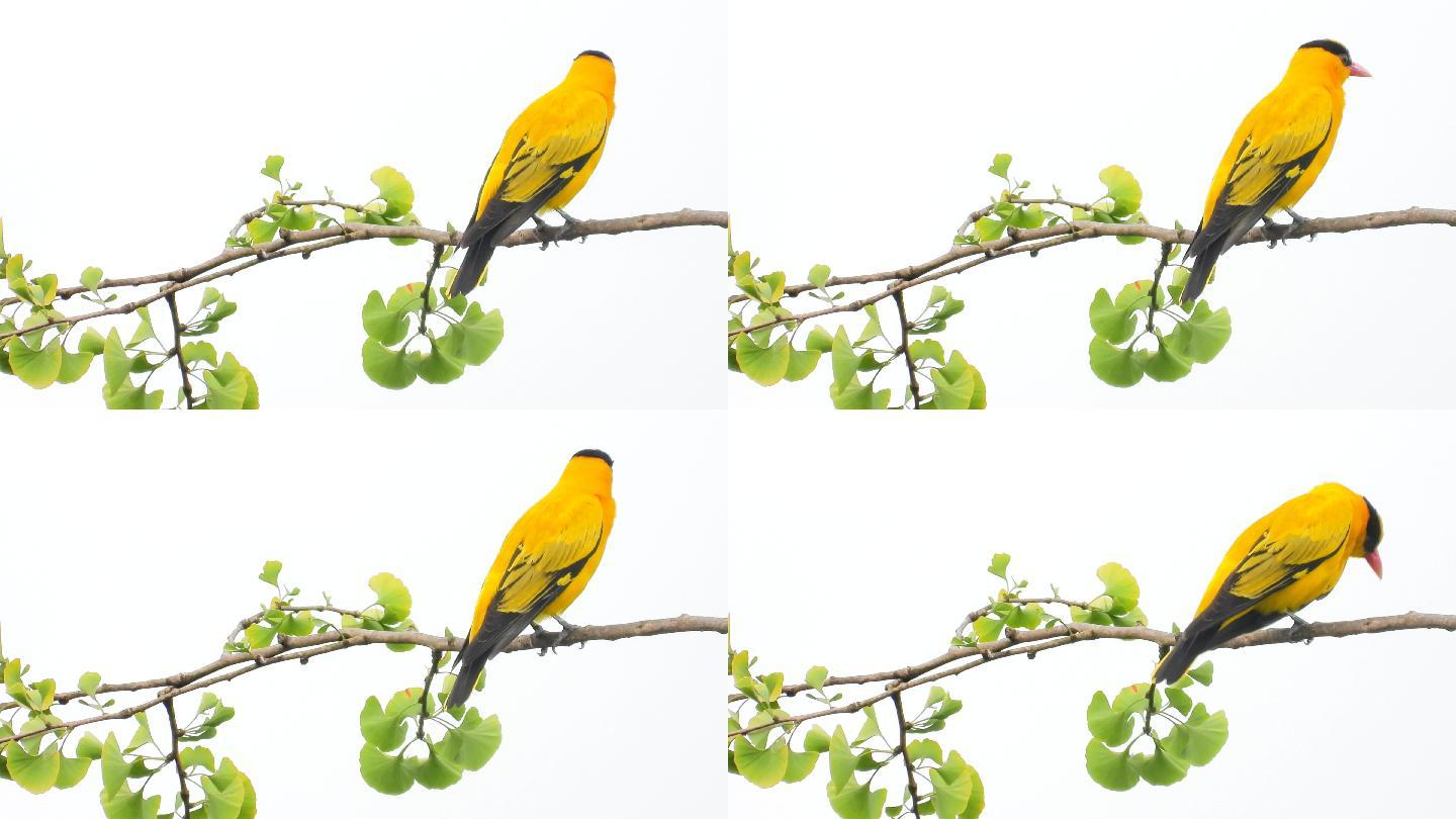 高清银杏树上的黄鹂鸟，好听的黄鹂鸟叫声