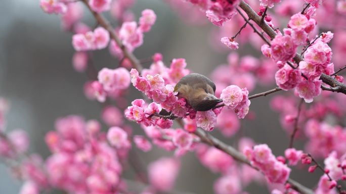 梅花素材