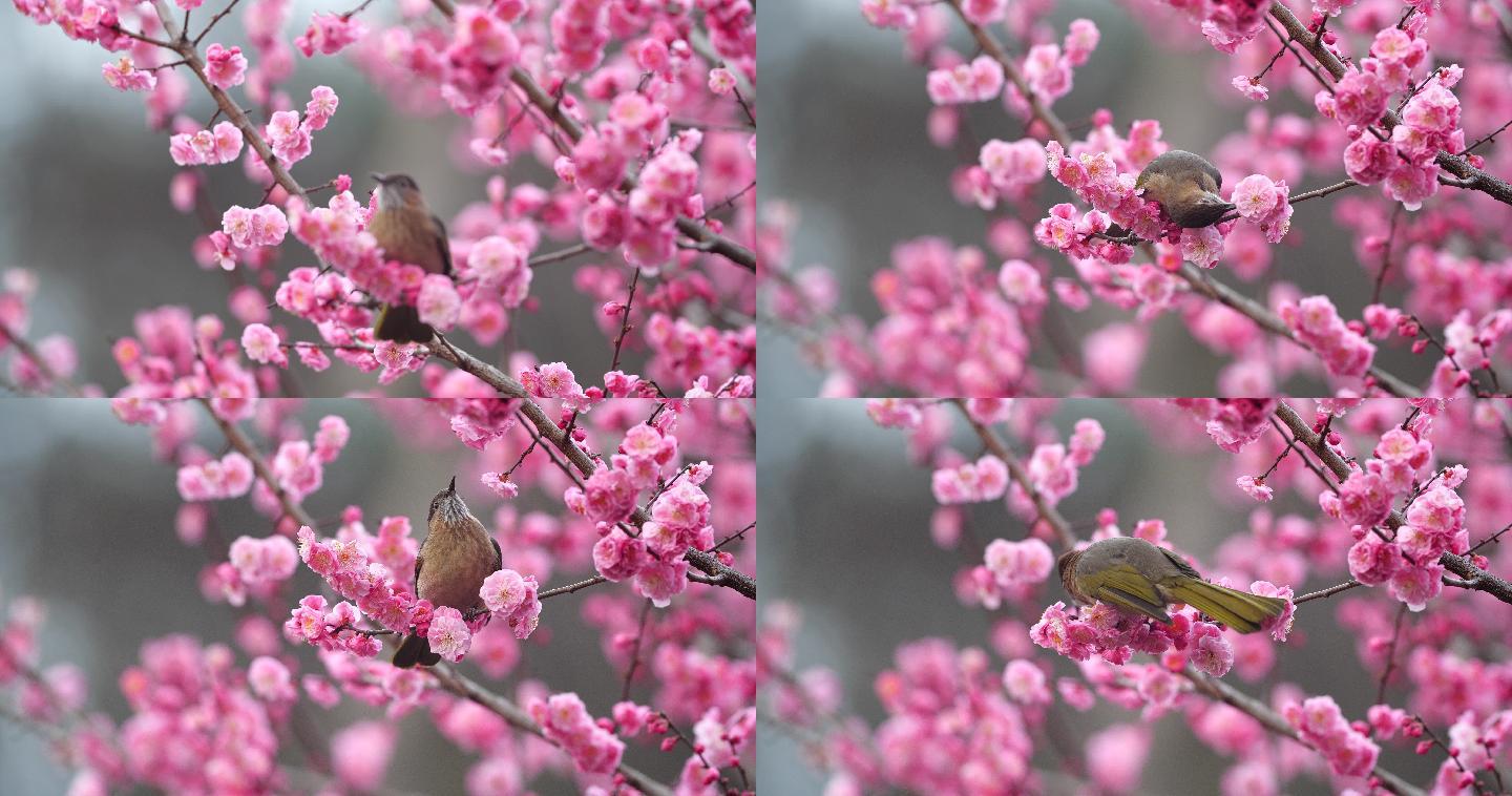 梅花素材