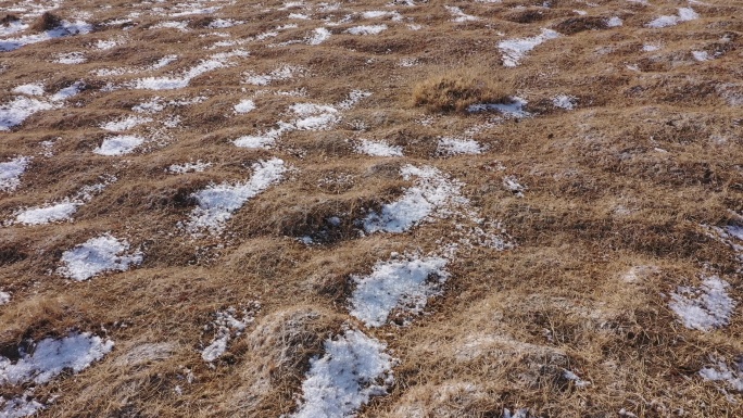 荒草地积雪