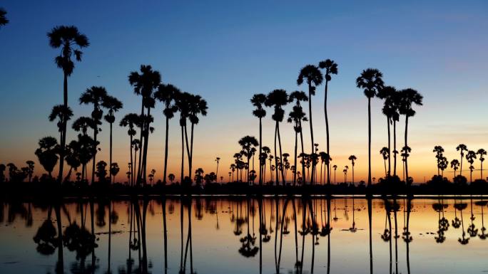 美丽的日落映照出棕榈树的轮廓