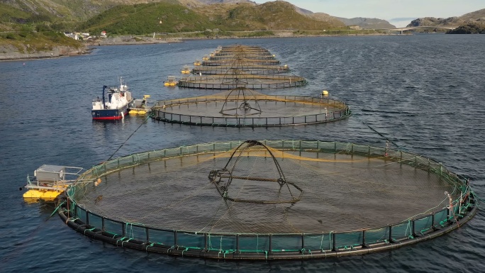 挪威农场鲑鱼捕捞