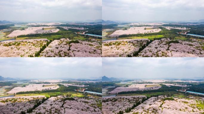 航拍贵阳平坝万亩樱花花海延时