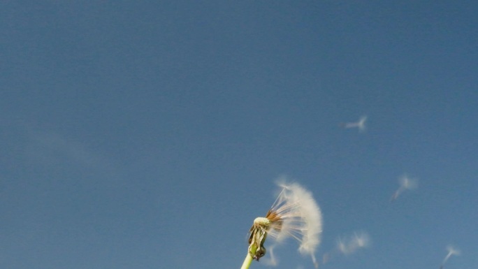 蒲公英的种子从风中飞走。