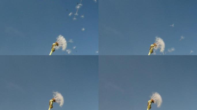 蒲公英的种子从风中飞走。