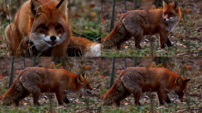 狐狸在吃东西大自然自然生存觅食寻找食物