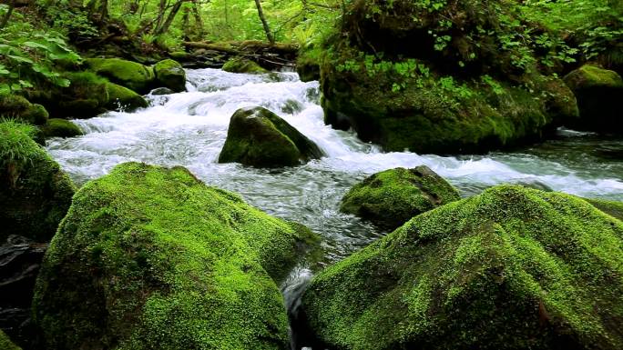 绿色森林中的小溪溪流水资源青苔石头原始丛