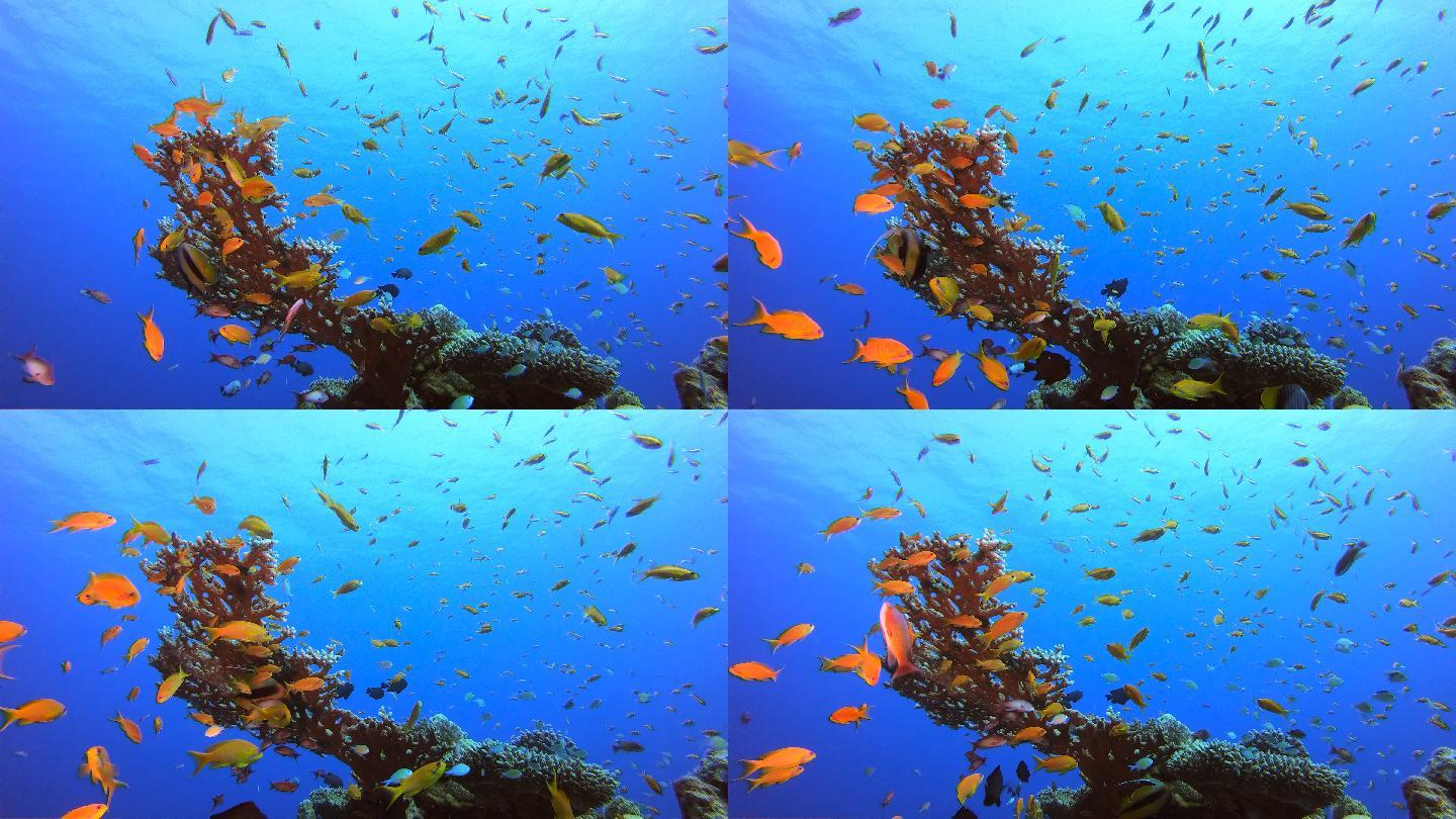 海底世界深海生物珊瑚礁群海底洞穴