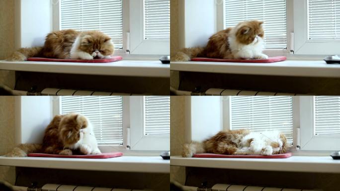 窗台上的波斯猫萌宠喵喵猫粮广告家庭养猫