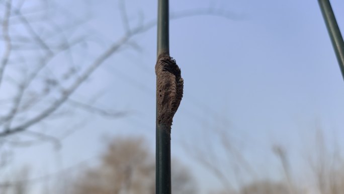 空的螳螂卵壳 铁丝 冬天 昆虫 繁衍