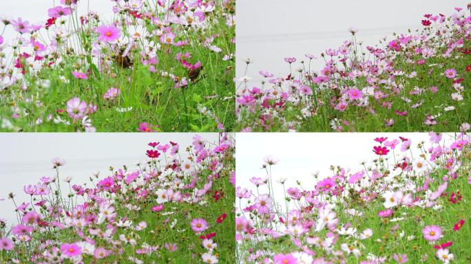 真正的鸟语花香，鲜花丛中一群金翅雀