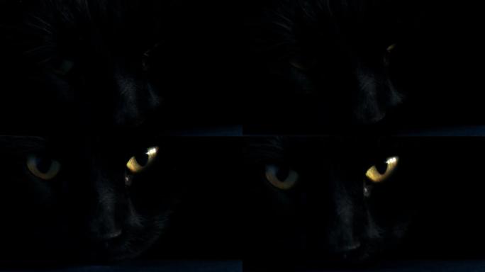 黑猫睁开眼睛