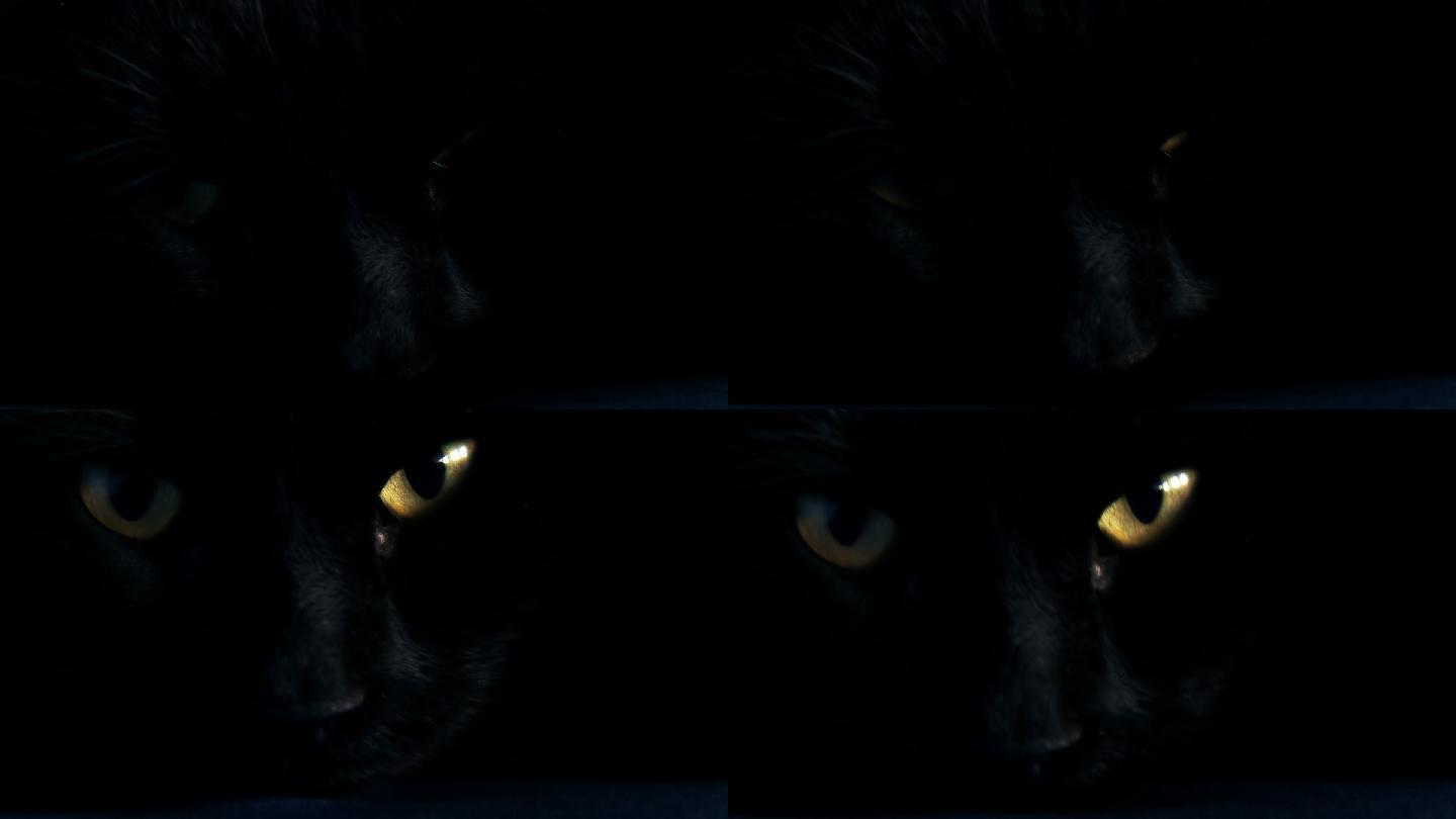 黑猫睁开眼睛