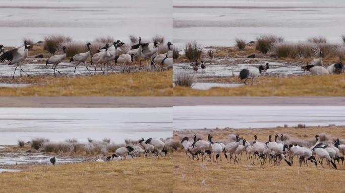 冬季云南昭通念湖湿地上的黑颈鹤