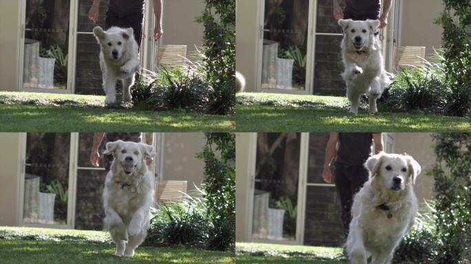 庭院里奔跑的狗狗宠物小狗球