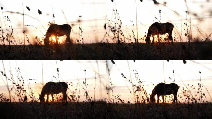 阳光下的马匹剪影光影草原