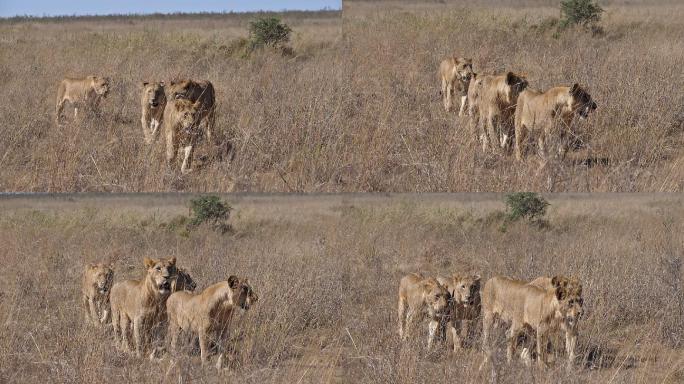 非洲狮野生动物世界国家保护大自然非洲