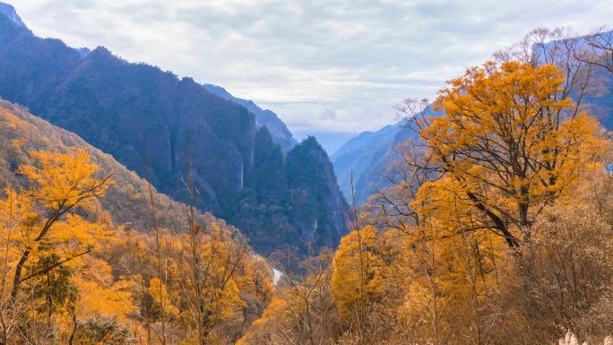 【4K原创】秋季大峡谷彩叶黄叶