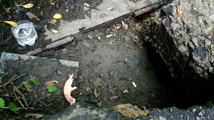 喂无家可归的小狐狸