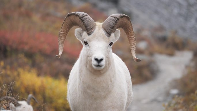 绵羊产地基地产业农业养殖饲养畜牧山羊