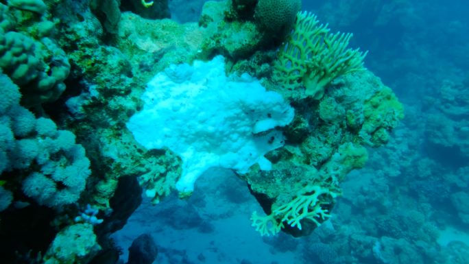 红海中的珊瑚漂白海底世界