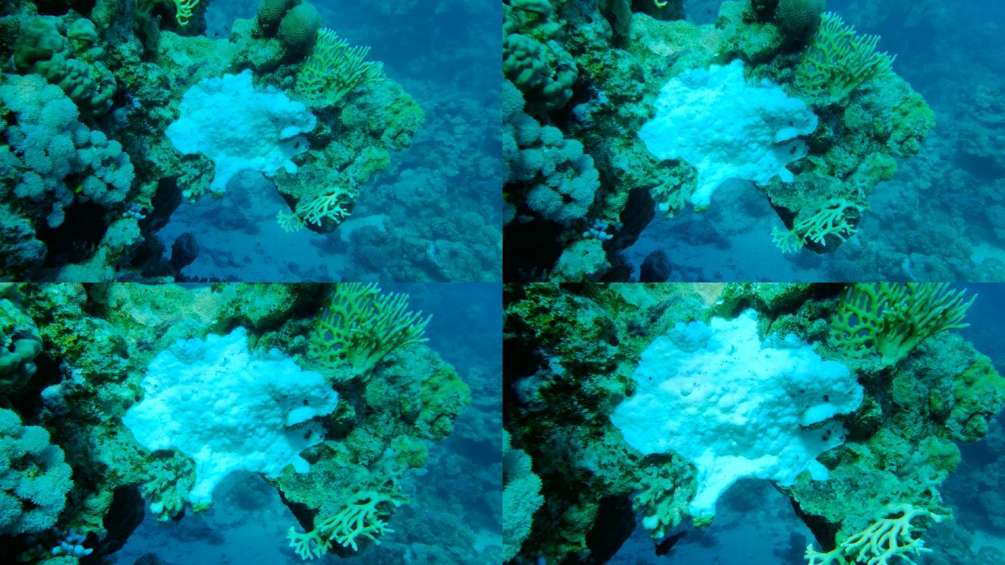 红海中的珊瑚漂白海底世界