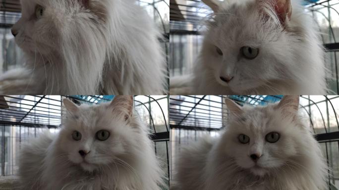猫 白猫 笼子里的猫 动物 宠物