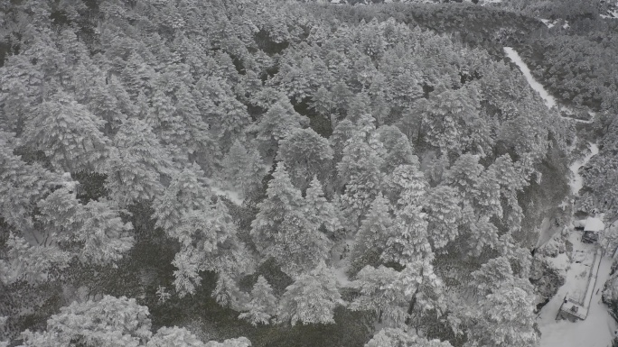 轿子雪山雪后森林航拍