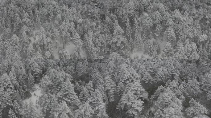 雪后森林树木航拍