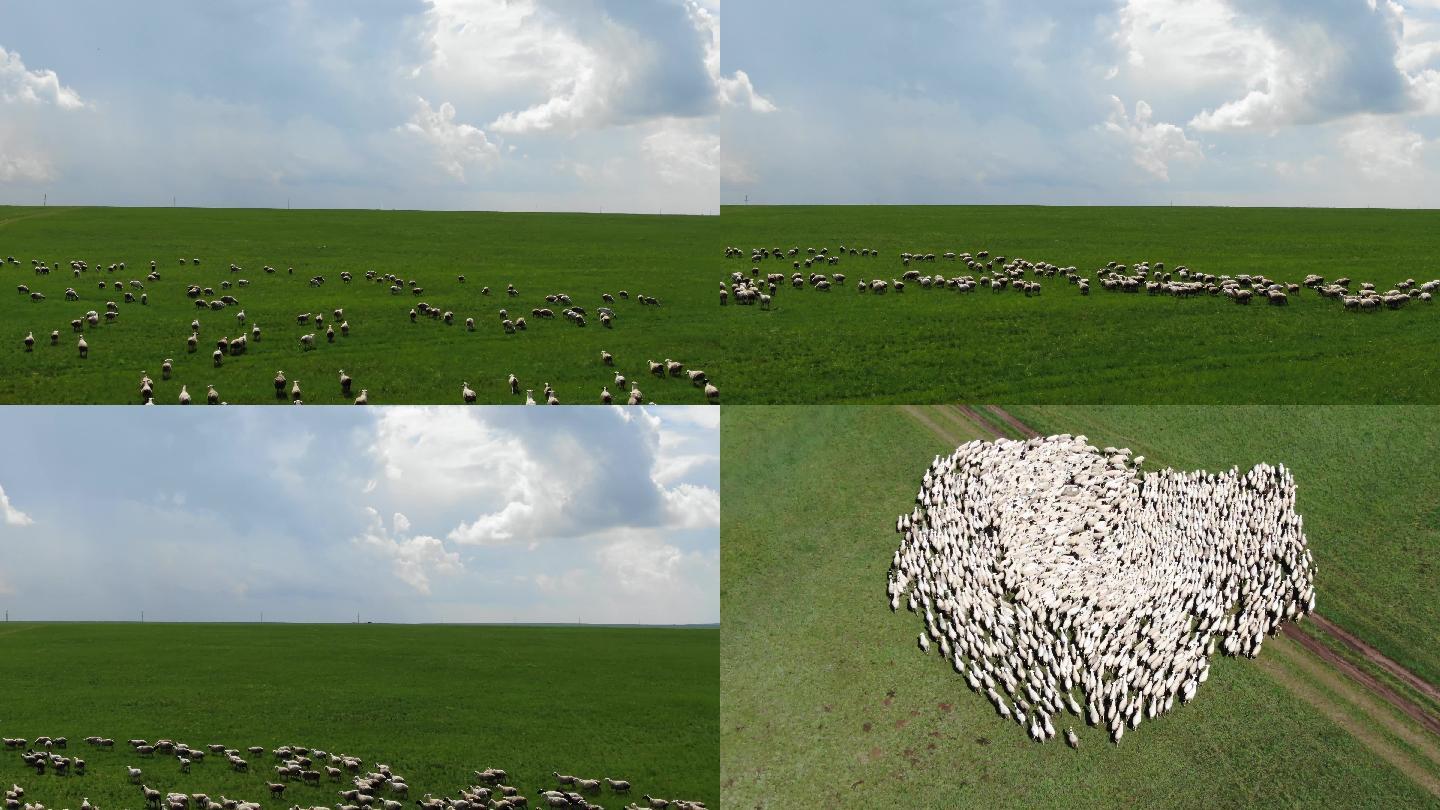 草原牧羊人4K航拍素材
