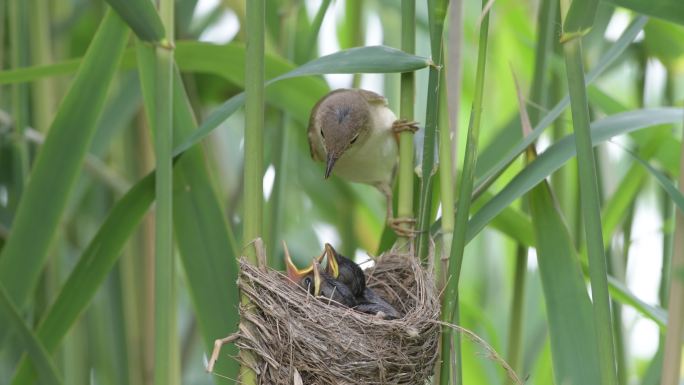 小鸟幼崽妈妈喂食抚育鸟窝